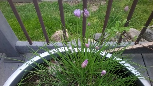 chives