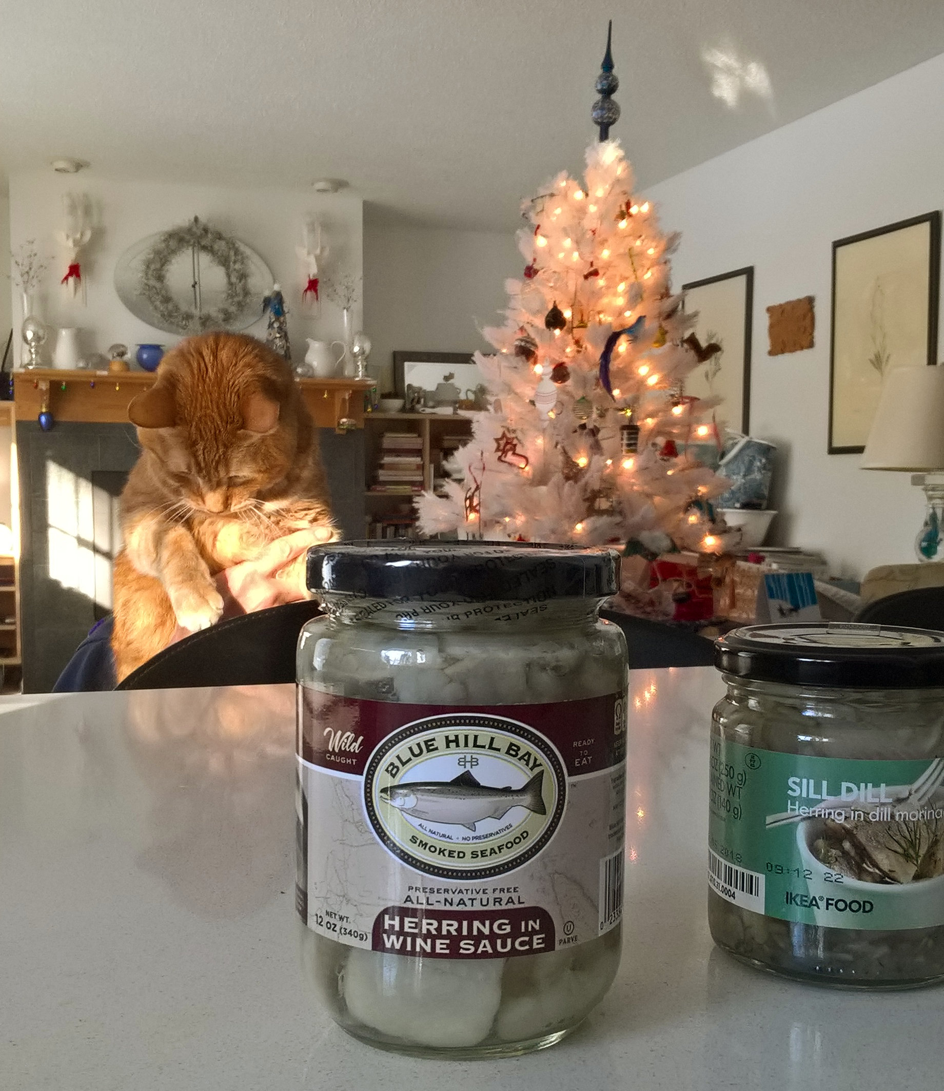 2018 Herring photobomb